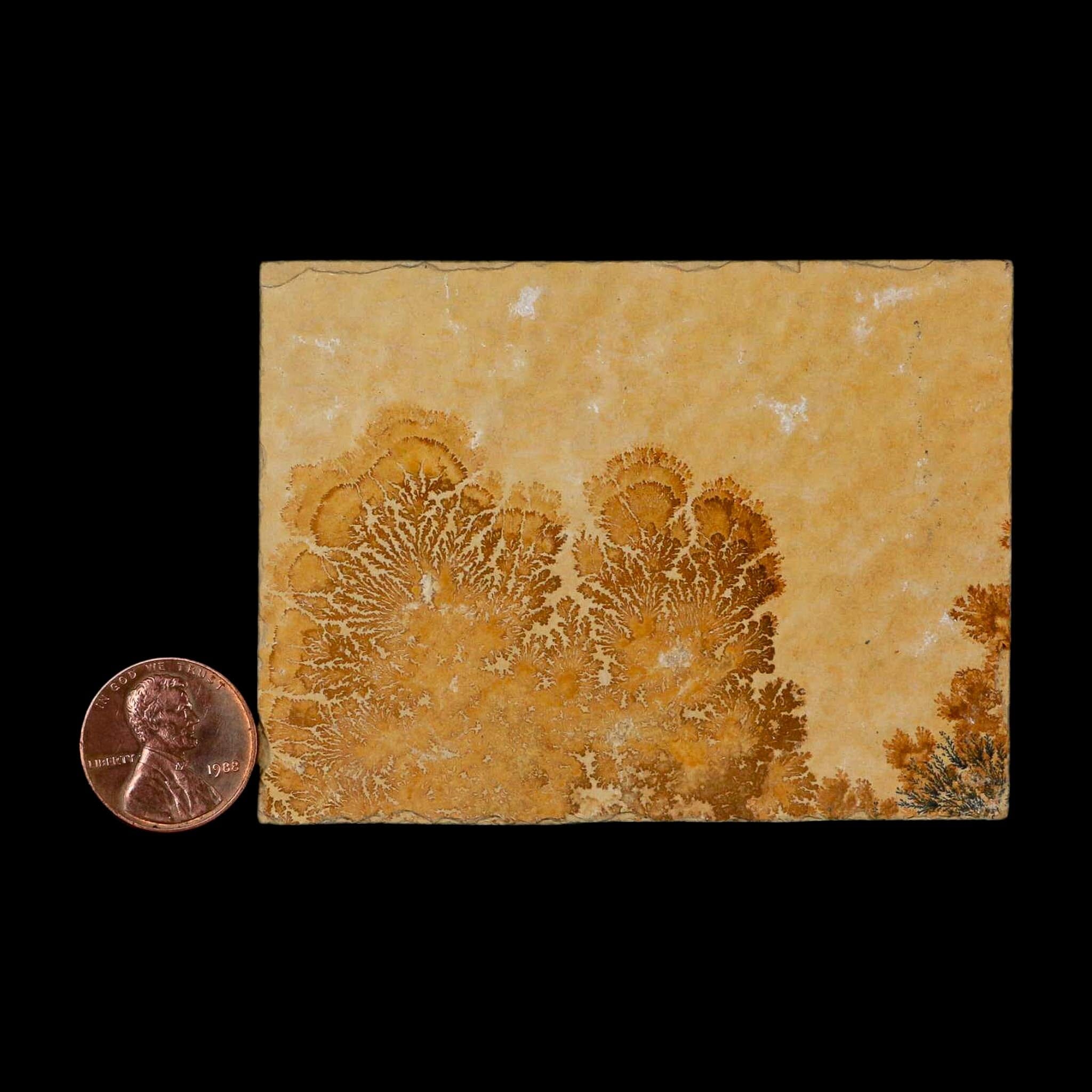 3.1" Pyrolusite Dendritic Limestone Solnhofen Upper Jurassic Age West Germany - Fossil Age Minerals