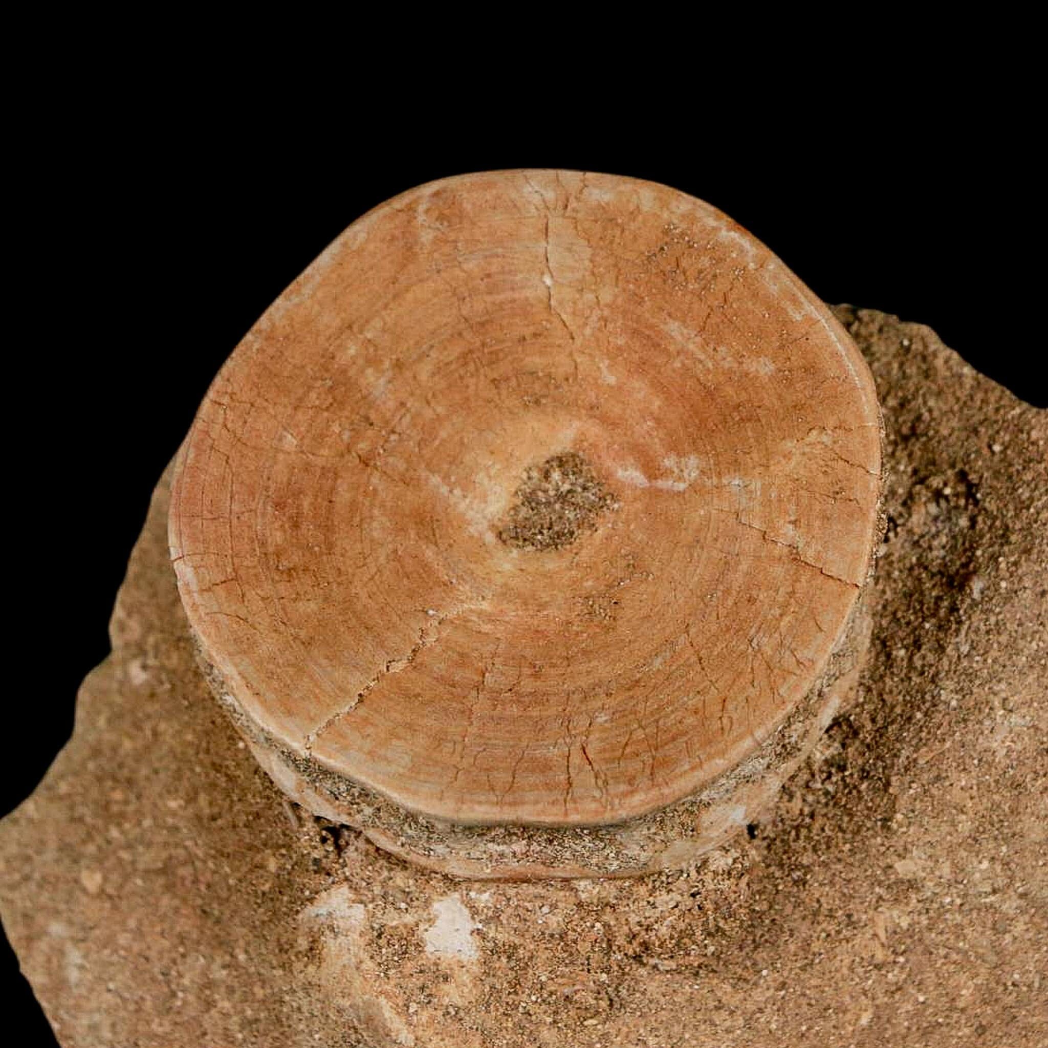 47MM Otodus Obliquus Shark Vertebrae Fossil Bone In Matrix Morocco COA - Fossil Age Minerals