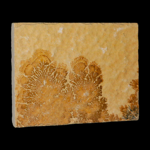 3.1" Pyrolusite Dendritic Limestone Solnhofen Upper Jurassic Age West Germany - Fossil Age Minerals