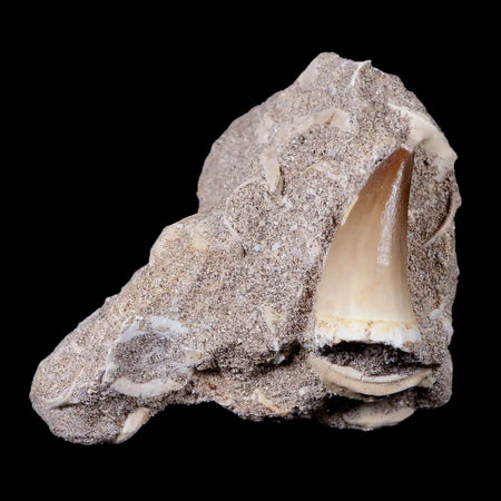 1.4" Mosasaur Prognathodon Fossil Tooth In Matrix Cretaceous Dinosaur Era COA