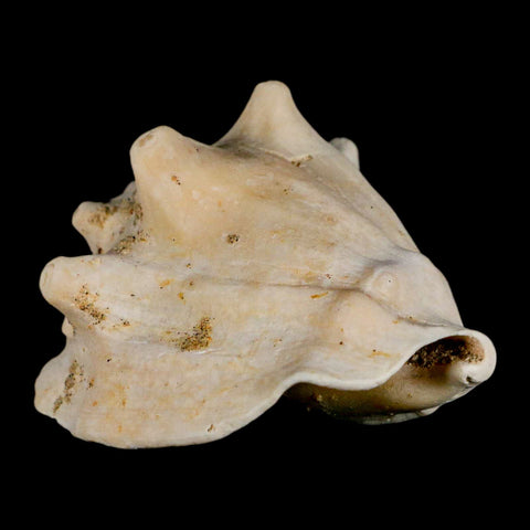 3.1" Strombus Bubonius Fossil Shell Gastropod Pliocene Age Almeria, Spain - Fossil Age Minerals
