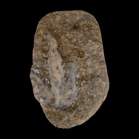 5.6" Grallator Variabilis Dinosaurs Tracks Foot Prints Jurassic Age France COA, Stand