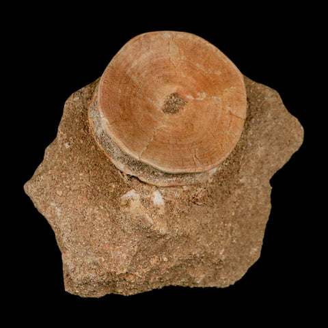 47MM Otodus Obliquus Shark Vertebrae Fossil Bone In Matrix Morocco COA - Fossil Age Minerals