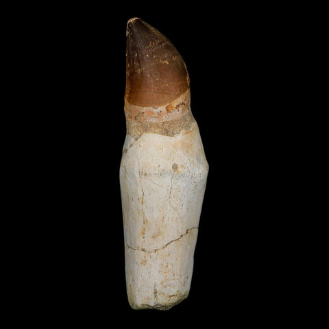 XL 4.9" Mosasaur Prognathodon Fossil Tooth Rooted Cretaceous Dinosaur Era COA
