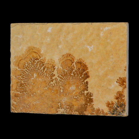 3.1" Pyrolusite Dendritic Limestone Solnhofen Upper Jurassic Age West Germany - Fossil Age Minerals
