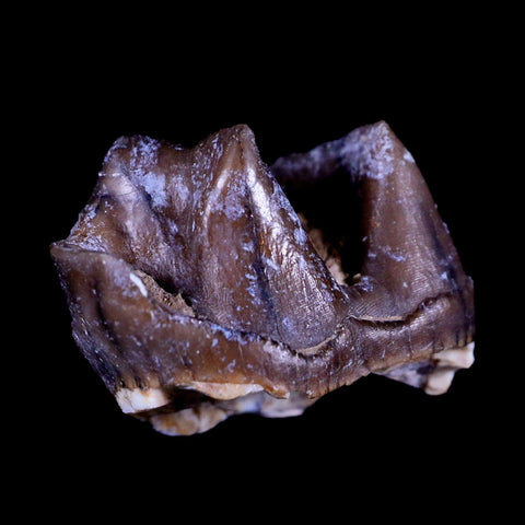 0.9" Running Rhino Hyracodon Nebrascensis Fossil Tooth South Dakota Badlands COA - Fossil Age Minerals