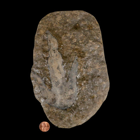 5.6" Grallator Variabilis Dinosaurs Tracks Foot Prints Jurassic Age France COA, Stand