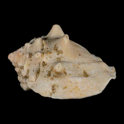 3.1" Strombus Bubonius Fossil Shell Gastropod Pliocene Age Almeria, Spain - Fossil Age Minerals
