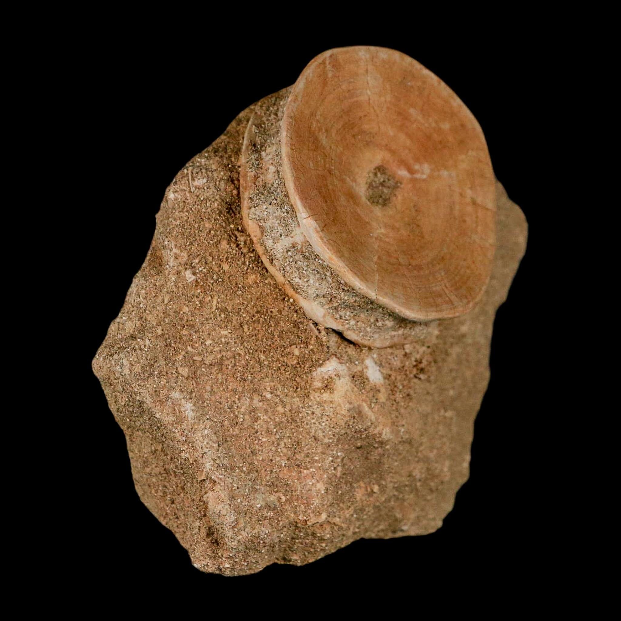 47MM Otodus Obliquus Shark Vertebrae Fossil Bone In Matrix Morocco COA - Fossil Age Minerals