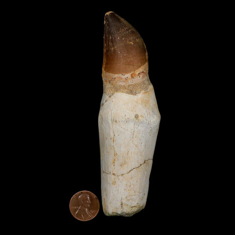 XL 4.9" Mosasaur Prognathodon Fossil Tooth Rooted Cretaceous Dinosaur Era COA