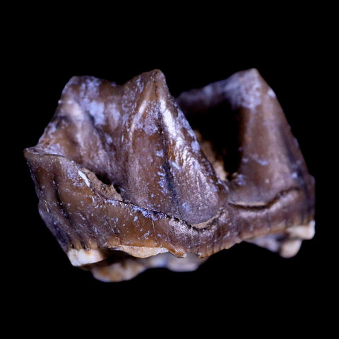 0.9" Running Rhino Hyracodon Nebrascensis Fossil Tooth South Dakota Badlands COA - Fossil Age Minerals