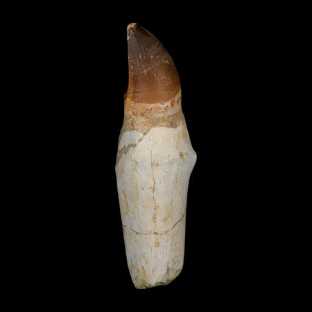 XL 4.9" Mosasaur Prognathodon Fossil Tooth Rooted Cretaceous Dinosaur Era COA