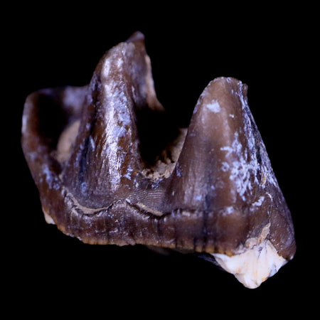 0.9" Running Rhino Hyracodon Nebrascensis Fossil Tooth South Dakota Badlands COA