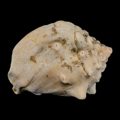 3.1" Strombus Bubonius Fossil Shell Gastropod Pliocene Age Almeria, Spain - Fossil Age Minerals