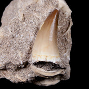 1.4" Mosasaur Prognathodon Fossil Tooth In Matrix Cretaceous Dinosaur Era COA