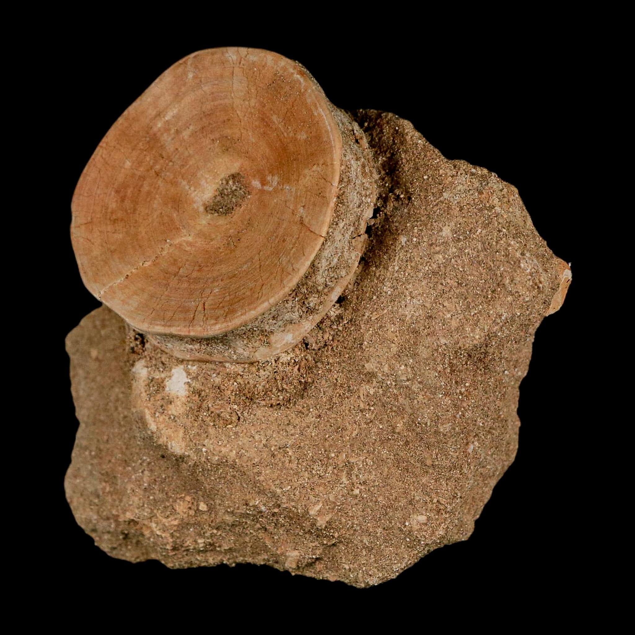 47MM Otodus Obliquus Shark Vertebrae Fossil Bone In Matrix Morocco COA - Fossil Age Minerals