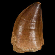 XL 2" Mosasaur Prognathodon Fossil Tooth Cretaceous Dinosaur Era COA & Stand