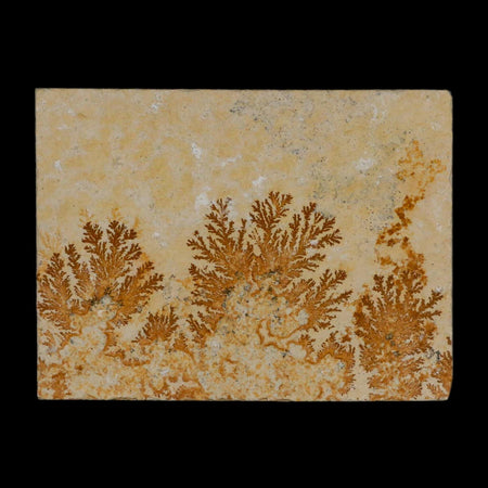 3.1" Pyrolusite Dendritic Limestone Solnhofen Upper Jurassic Age West Germany