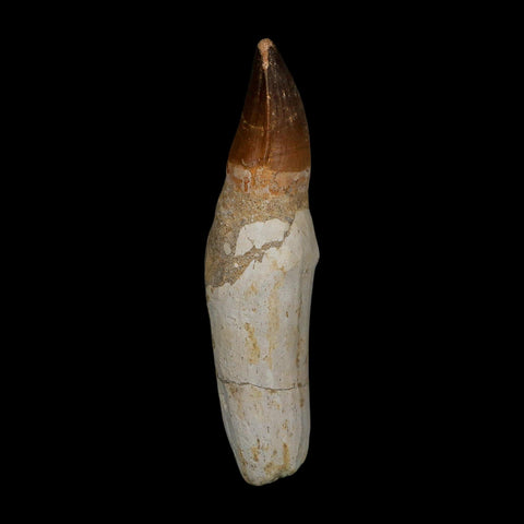 XL 4.9" Mosasaur Prognathodon Fossil Tooth Rooted Cretaceous Dinosaur Era COA