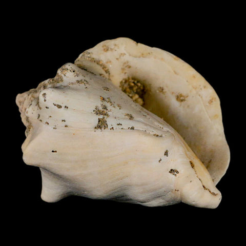 3.1" Strombus Bubonius Fossil Shell Gastropod Pliocene Age Almeria, Spain - Fossil Age Minerals