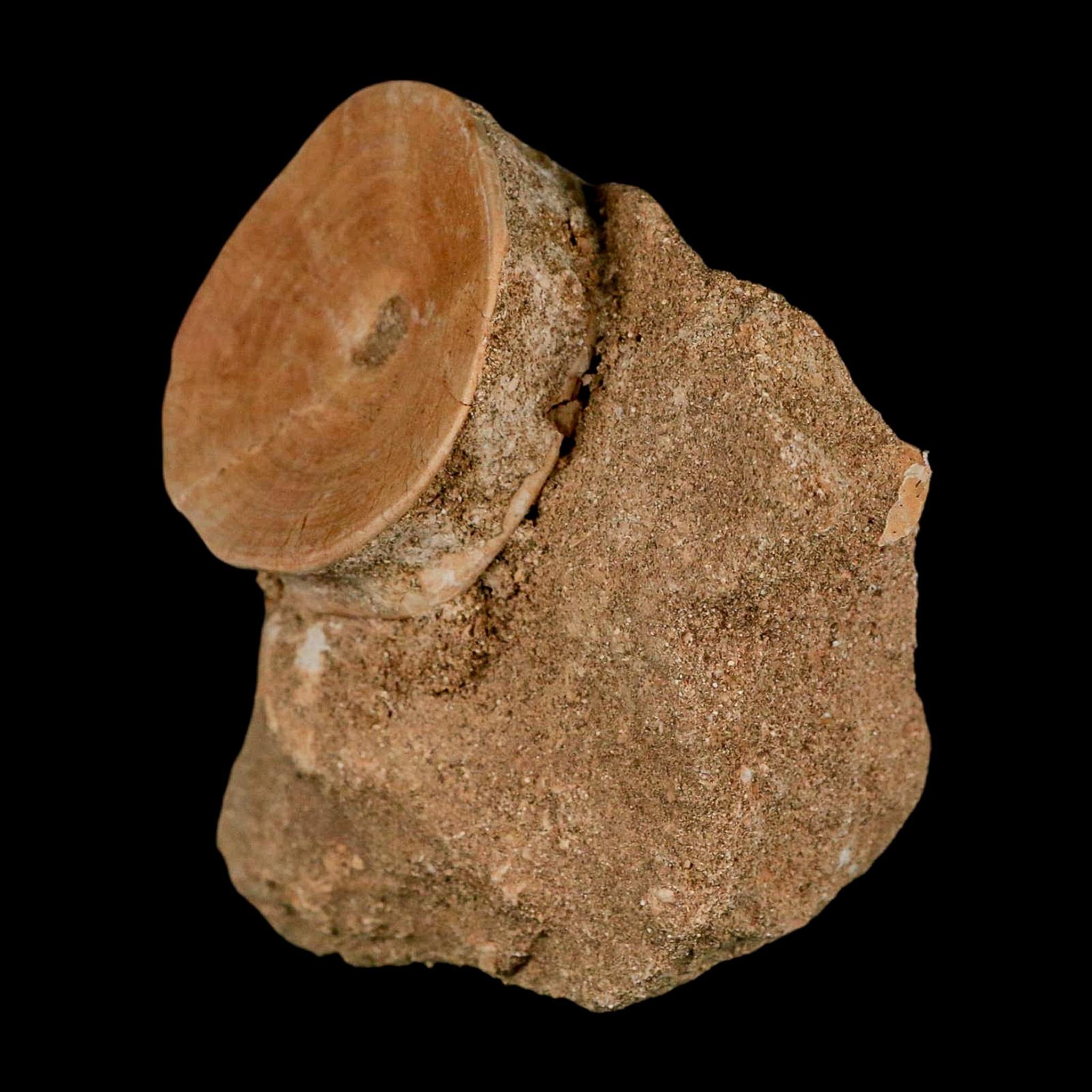 47MM Otodus Obliquus Shark Vertebrae Fossil Bone In Matrix Morocco COA - Fossil Age Minerals