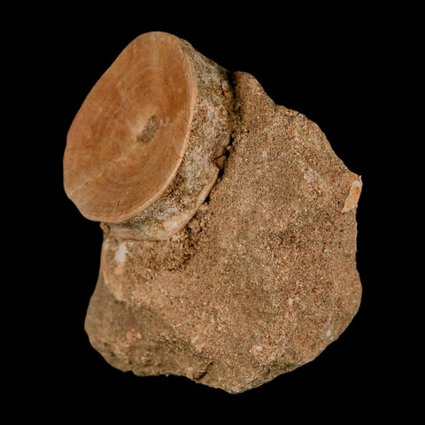 47MM Otodus Obliquus Shark Vertebrae Fossil Bone In Matrix Morocco COA - Fossil Age Minerals