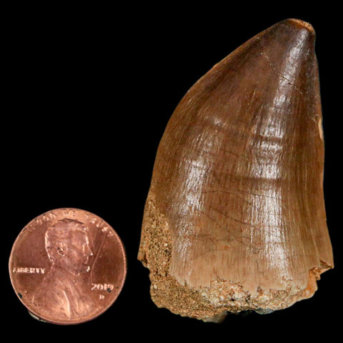 XL 2" Mosasaur Prognathodon Fossil Tooth Cretaceous Dinosaur Era COA & Stand - Fossil Age Minerals