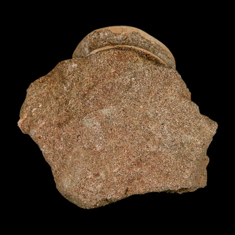 47MM Otodus Obliquus Shark Vertebrae Fossil Bone In Matrix Morocco COA - Fossil Age Minerals