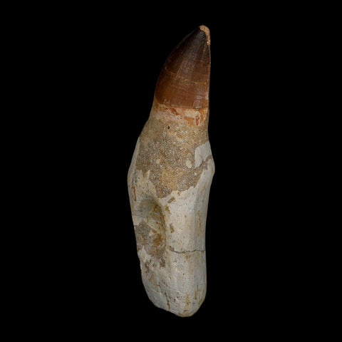 XL 4.9" Mosasaur Prognathodon Fossil Tooth Rooted Cretaceous Dinosaur Era COA