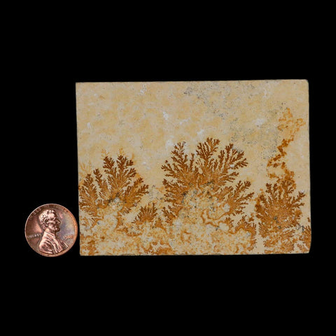 3.1" Pyrolusite Dendritic Limestone Solnhofen Upper Jurassic Age West Germany - Fossil Age Minerals