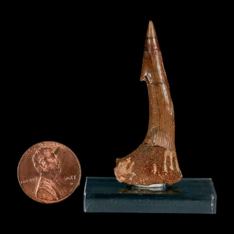 1.9" Sawfish Fossil Tooth Barb Onchopristis Numidus Cretaceous Dinosaur Era COA - Fossil Age Minerals