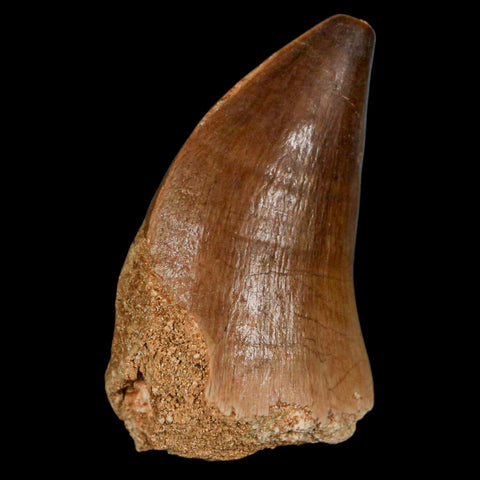 XL 2" Mosasaur Prognathodon Fossil Tooth Cretaceous Dinosaur Era COA & Stand - Fossil Age Minerals