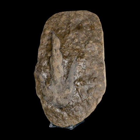 5.6" Grallator Variabilis Dinosaurs Tracks Foot Prints Jurassic Age France COA, Stand