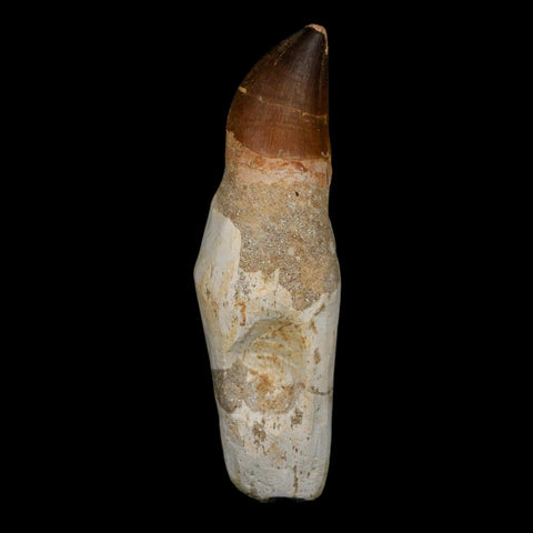 XL 4.9" Mosasaur Prognathodon Fossil Tooth Rooted Cretaceous Dinosaur Era COA
