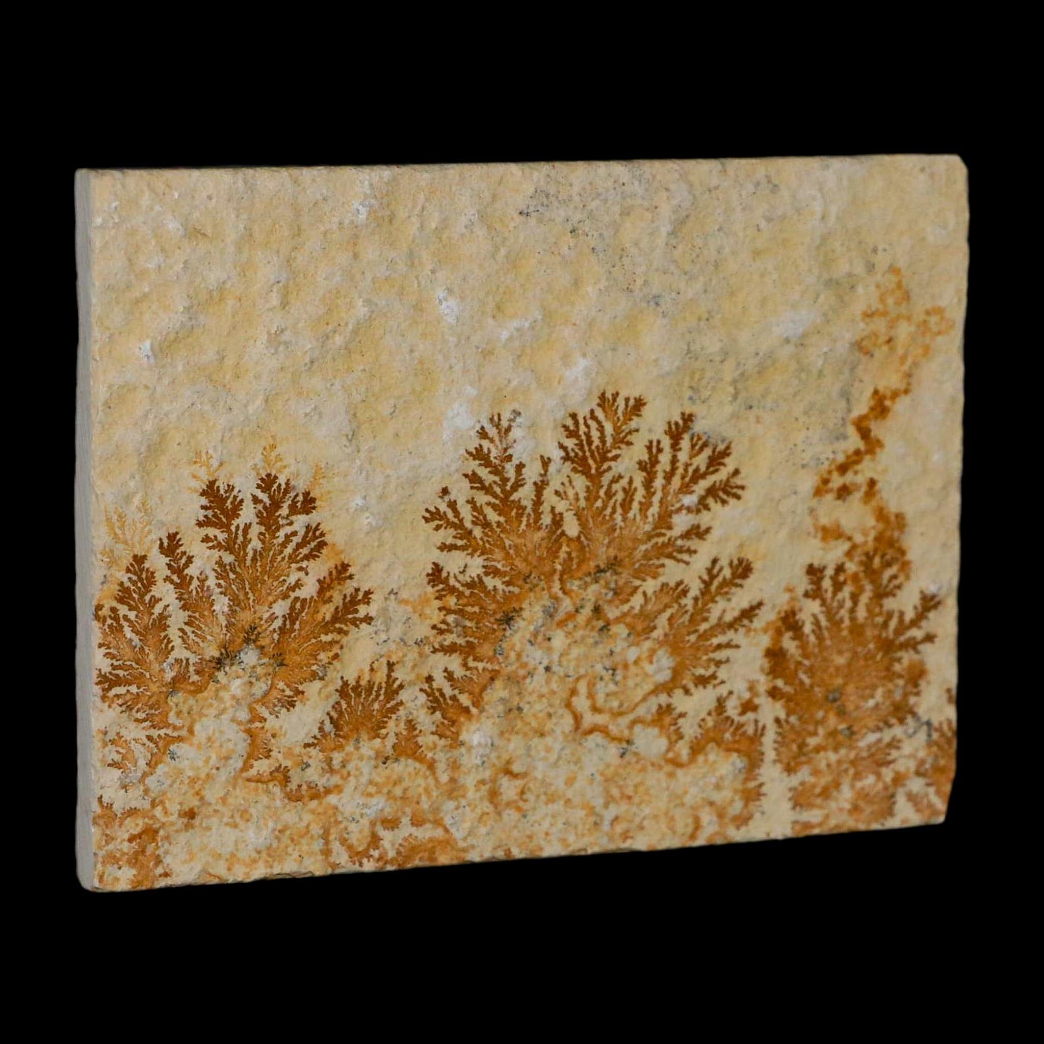 3.1" Pyrolusite Dendritic Limestone Solnhofen Upper Jurassic Age West Germany - Fossil Age Minerals