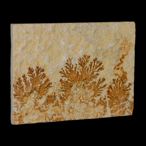 3.1" Pyrolusite Dendritic Limestone Solnhofen Upper Jurassic Age West Germany - Fossil Age Minerals