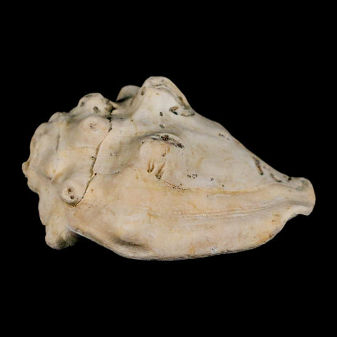 2.5" Strombus Bubonius Fossil Shell Gastropod Pliocene Age Almeria, Spain - Fossil Age Minerals