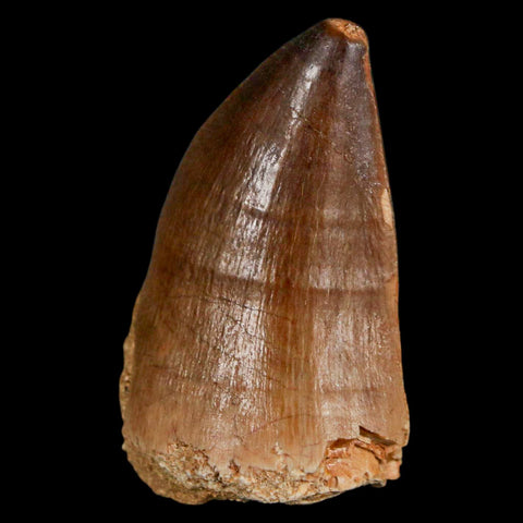 XL 2" Mosasaur Prognathodon Fossil Tooth Cretaceous Dinosaur Era COA & Stand - Fossil Age Minerals