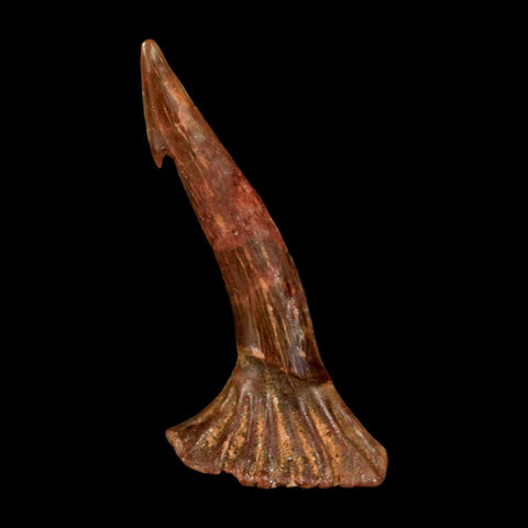 1.4" Sawfish Fossil Tooth Barb Onchopristis Numidus Cretaceous Dinosaur Era COA - Fossil Age Minerals