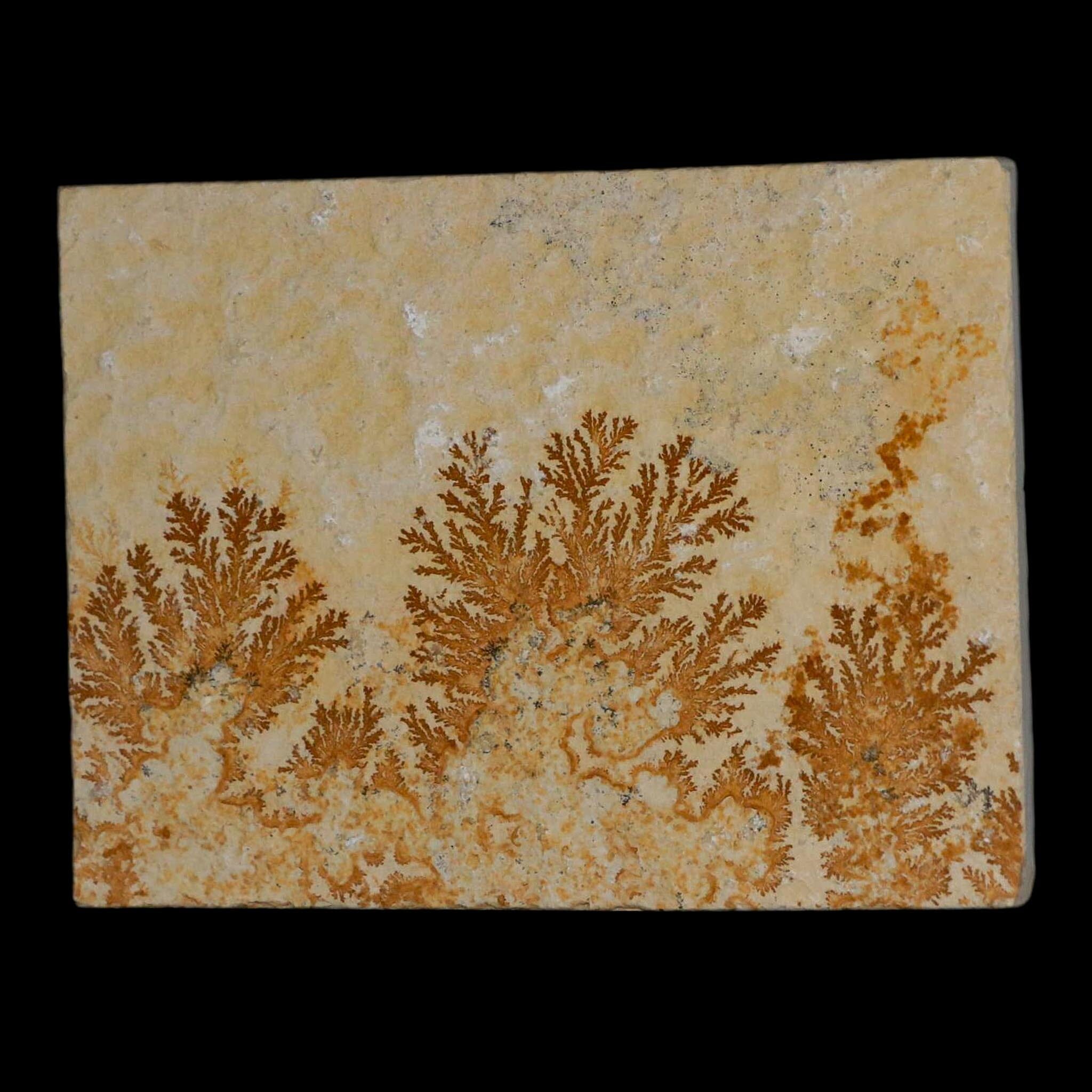 3.1" Pyrolusite Dendritic Limestone Solnhofen Upper Jurassic Age West Germany - Fossil Age Minerals