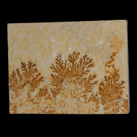 3.1" Pyrolusite Dendritic Limestone Solnhofen Upper Jurassic Age West Germany