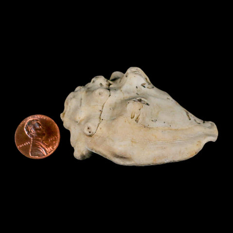 2.5" Strombus Bubonius Fossil Shell Gastropod Pliocene Age Almeria, Spain - Fossil Age Minerals