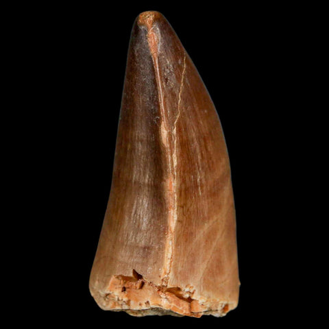 XL 2" Mosasaur Prognathodon Fossil Tooth Cretaceous Dinosaur Era COA & Stand - Fossil Age Minerals