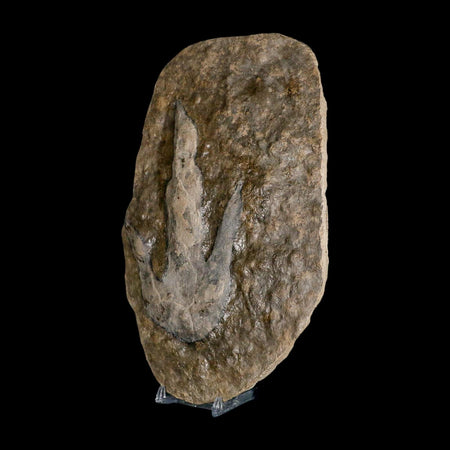 5.6" Grallator Variabilis Dinosaurs Tracks Foot Prints Jurassic Age France COA, Stand