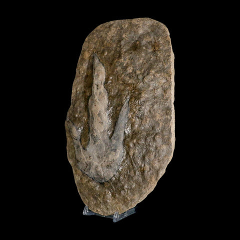5.6" Grallator Variabilis Dinosaurs Tracks Foot Prints Jurassic Age France COA, Stand