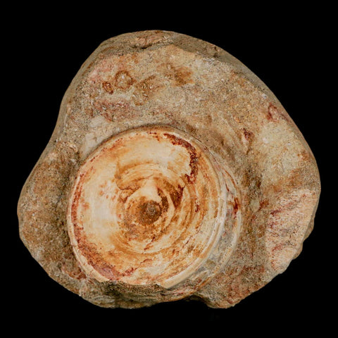 50MM Otodus Obliquus Shark Vertebrae Fossil Bone In Matrix Morocco COA - Fossil Age Minerals