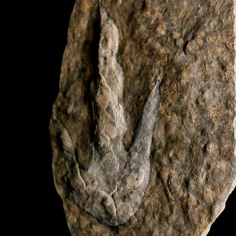 5.6" Grallator Variabilis Dinosaurs Tracks Foot Prints Jurassic Age France COA, Stand