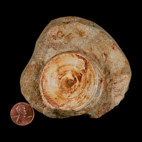 50MM Otodus Obliquus Shark Vertebrae Fossil Bone In Matrix Morocco COA - Fossil Age Minerals