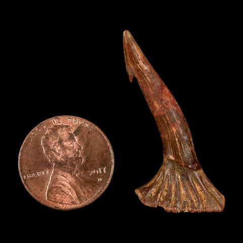 1.4" Sawfish Fossil Tooth Barb Onchopristis Numidus Cretaceous Dinosaur Era COA - Fossil Age Minerals