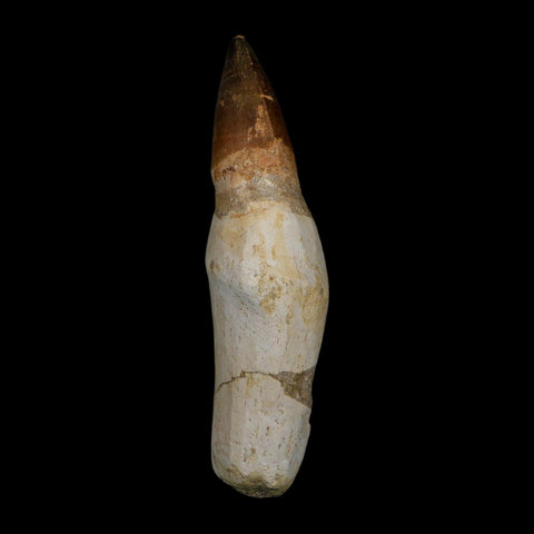 XL 4.9" Mosasaur Prognathodon Fossil Tooth Rooted Cretaceous Dinosaur Era COA